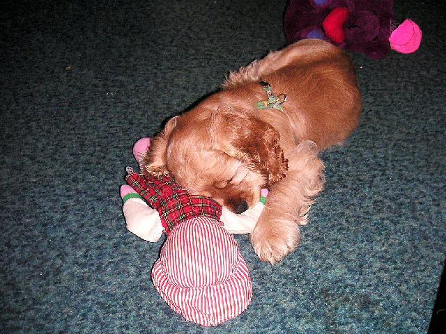 Fotky: Americk� kokr�pan�l (foto, obrazky)