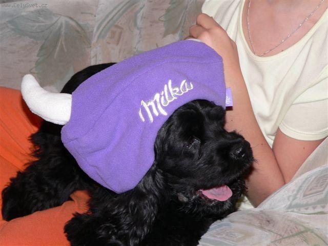 Fotky: Americk� kokr�pan�l (foto, obrazky)