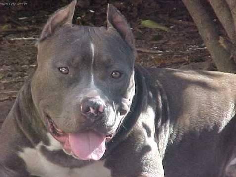 Fotky: Americk� pitbull teri�r (foto, obrazky)