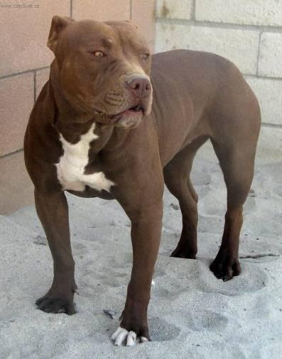 Foto: Americk� pitbull teri�r