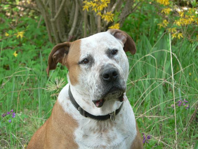 Fotky: Americk� pitbull teri�r (foto, obrazky)