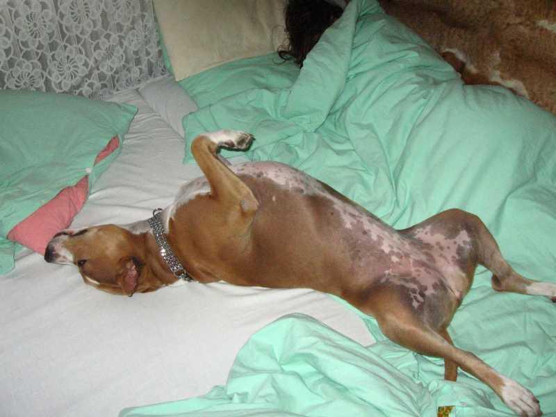 Fotky: Americk� staford�irsk� terier (foto, obrazky)