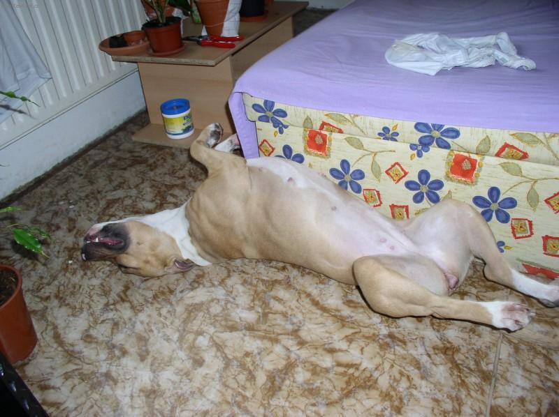 Fotky: Americk� staford�irsk� terier (foto, obrazky)