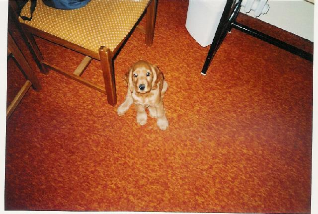 Foto: Anglick� kokr�pan�l-Majitelka: Lucie Venturov�