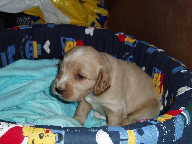 Foto: Anglick� kokr�pan�l-N� drobe�ek FIdo. Majitelka: hornikova.zuzana@seznam.cz