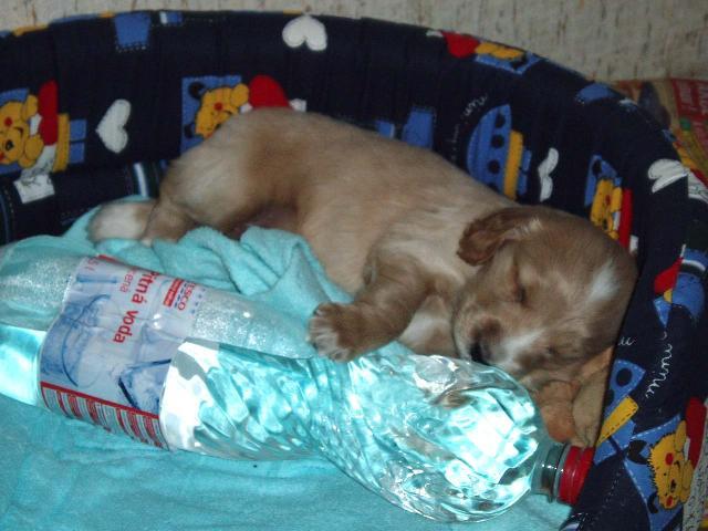 Foto: Anglick� kokr�pan�l-N� drobe�ek FIdo. Majitelka: hornikova.zuzana@seznam.cz