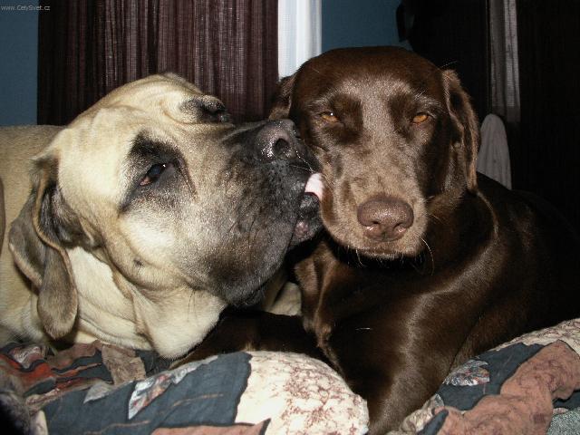 Fotky: Anglick� mastif (foto, obrazky)