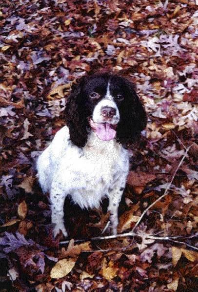 Foto: Angli�t� cvi�en� love�t� psi