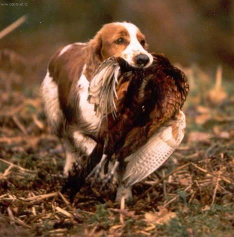 Foto: Angli�t� cvi�en� love�t� psi