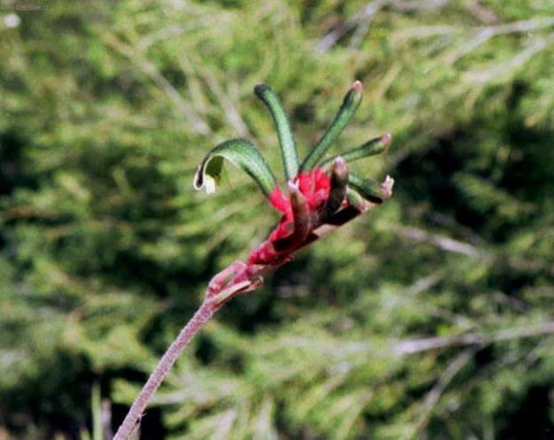 Foto: Anigozantos, klokan� tlapka