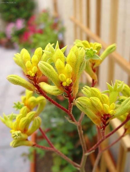 Foto: Anigozantos, klokan� tlapka