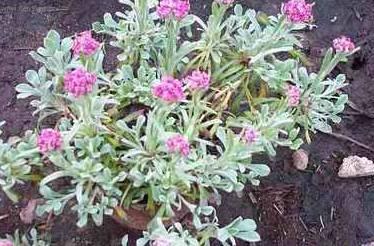 Foto: Koci�nek dvoudom�