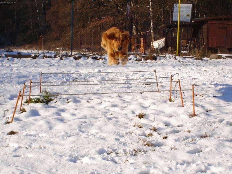 Foto: Aportov�n�-Zlat� retr�vr. Majitelka: Libu�e Novotn�.