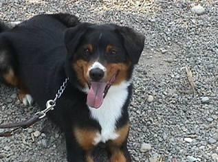 Foto: Appenzellsk� sala�nick� pes