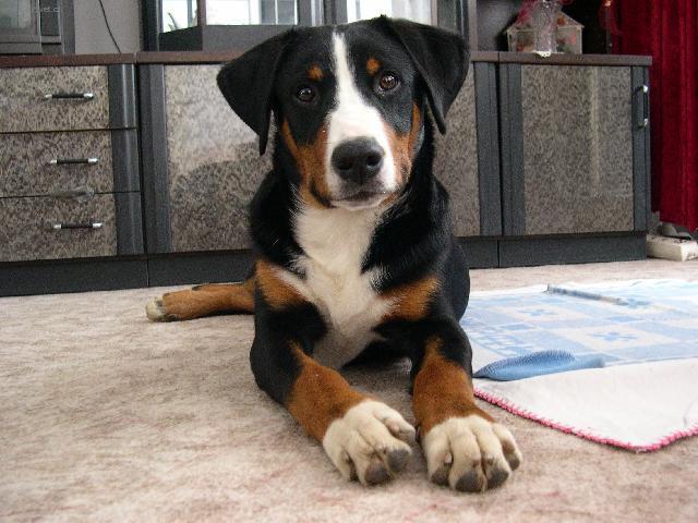 Foto: Appenzellsk� sala�nick� pes-M�j pejsek. MAjitelka: Aneta