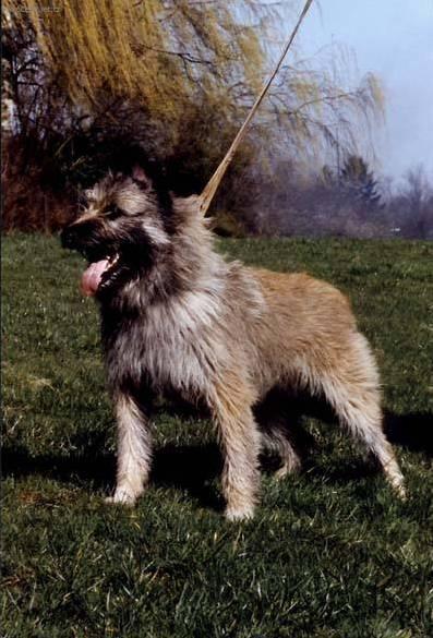 Fotky: Ardensk� bouvier (foto, obrazky)