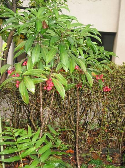 Fotky: Ard�sie (foto, obrazky)