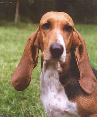Fotky: Art�sko-normandsk� basset (foto, obrazky)