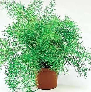 Fotky: Aspar�gus (foto, obrazky)