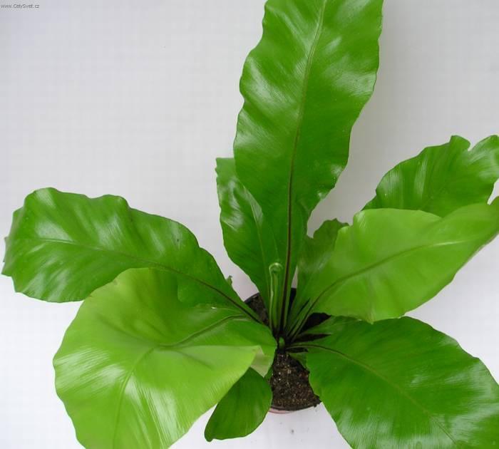 Foto: Asplenium vlasov�-Z vlastn� sb�rky