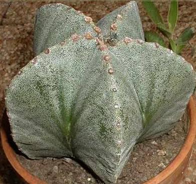 Foto: Astrophytum