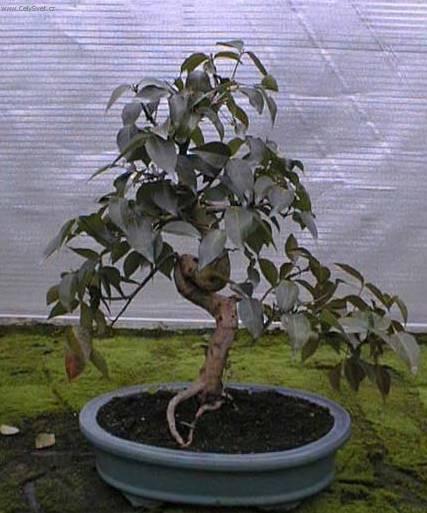 Fotky: Australsk� t�e�e� (foto, obrazky)