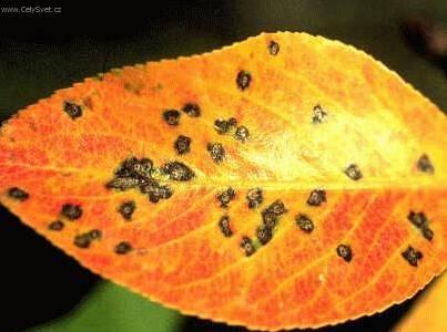 Foto: Bakteri�ln� onemocn�n�-M�slov� skvrnitost