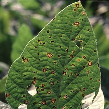 Fotky: Bakteri�ln� onemocn�n� (foto, obrazky)