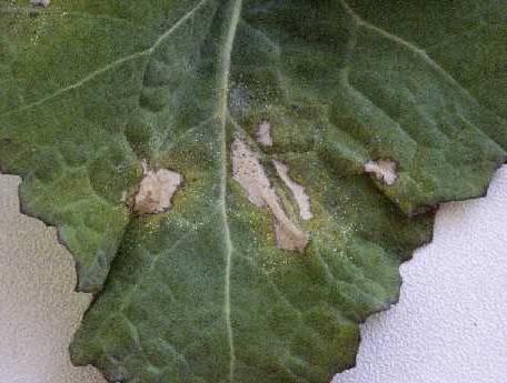 Fotky: Bakteri�ln� onemocn�n� (foto, obrazky)