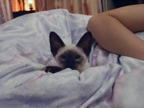 Fotky: Balin�ska ko�ka (foto, obrazky)