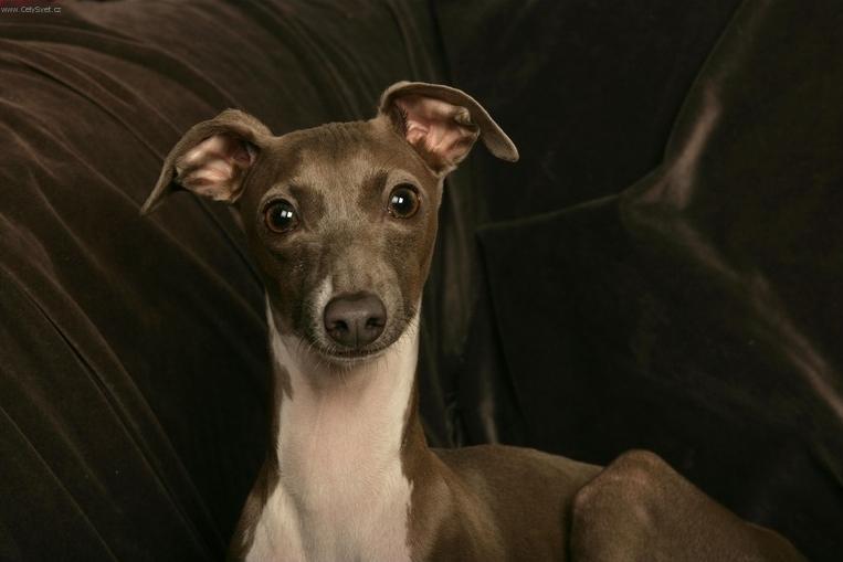 Fotky: Banjarsk� chrt, Band�arsk� chrt (foto, obrazky)