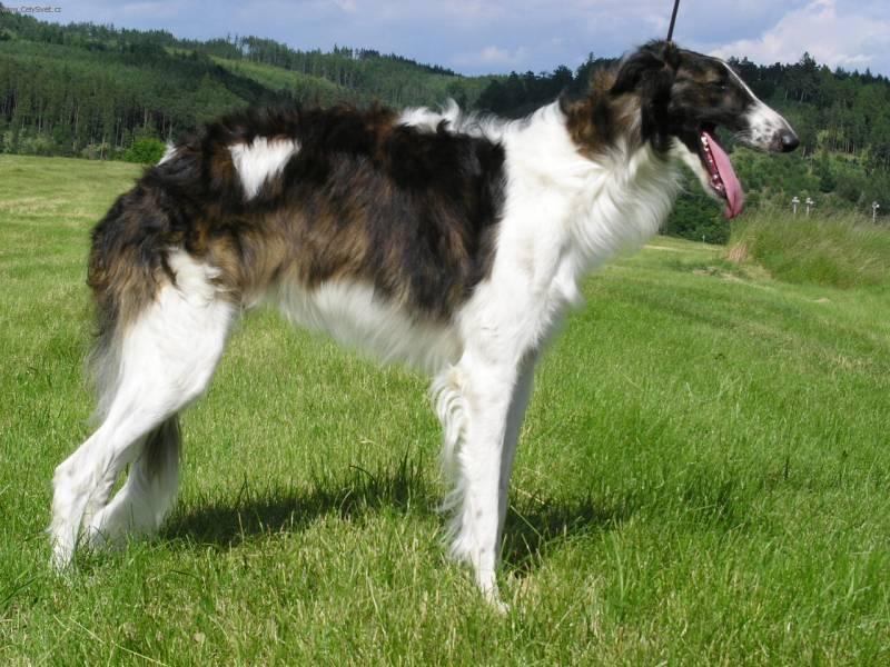 Fotky: Barzoj - Rusk� chrt (foto, obrazky)