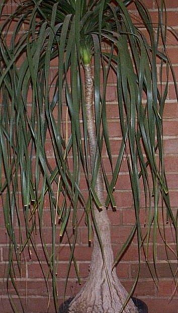 Foto: Beaukarnea, slon� noha