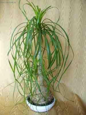 Foto: Beaukarnea, slon� noha