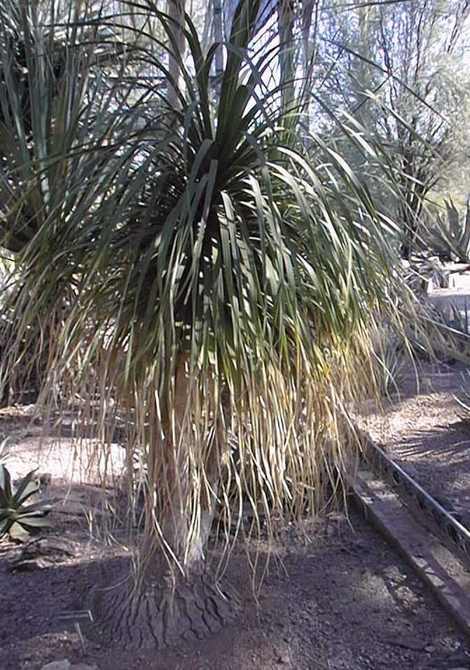 Fotky: Beaukarnea, slon� noha (foto, obrazky)