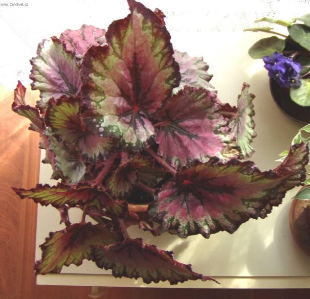 Foto: Begonie, kysaly-P�stitelka: Hana