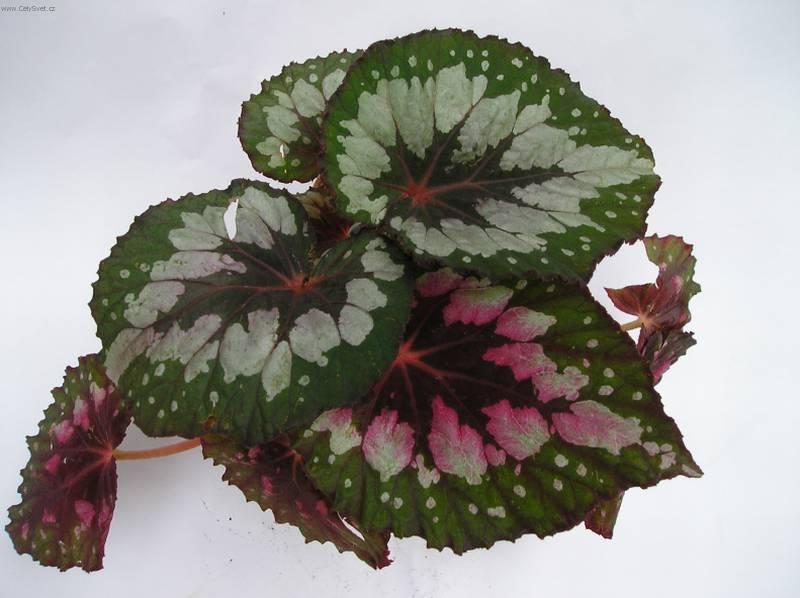 Foto: Begonie, kysaly-Z vlastn� sb�rky
