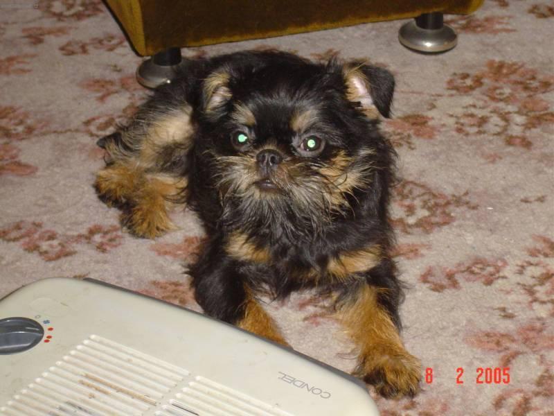 Fotky: Belgick� grifonek (foto, obrazky)