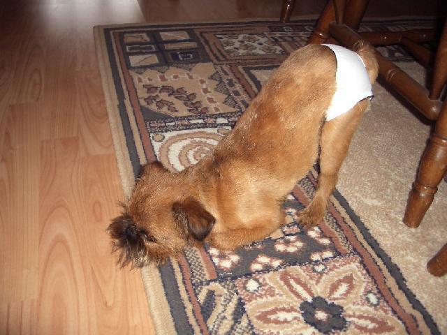 Foto: Belgick� grifonek-NASE BOU. Majitelka: HELENA