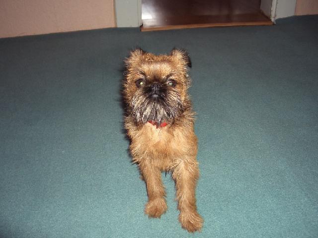 Foto: Belgick� grifonek-NASE BOU. Majitelka: HELENA