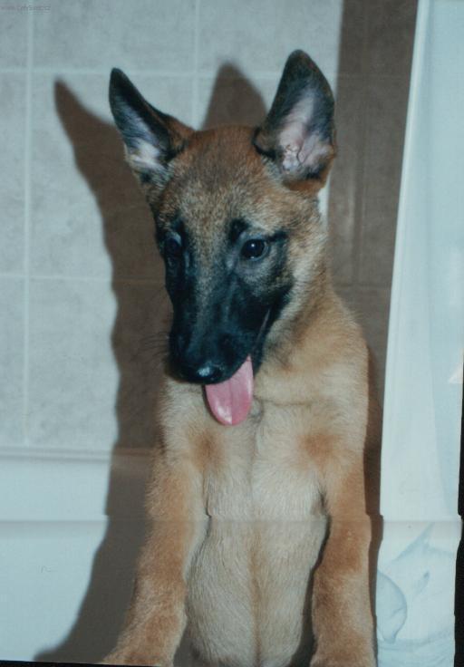 Fotky: Belgick� ov��k - Malinois (foto, obrazky)