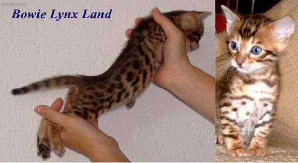 Foto: Beng�lsk� ko�ka, leopard� ko�ka-Chovatelka a majitelka: Iva Barto�ov� (Lynx Land)