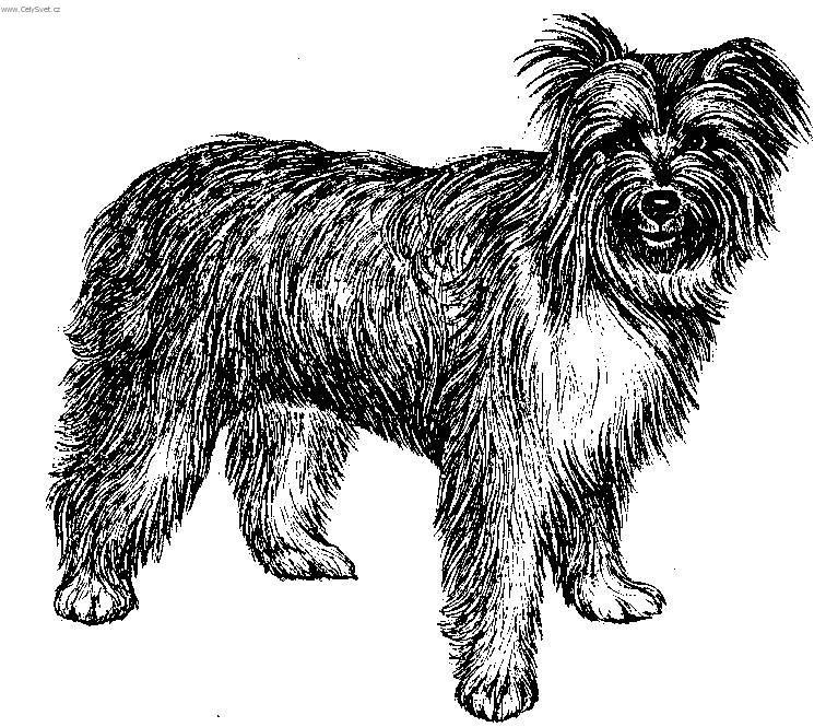 Foto: Pyrenejsk� ov��k s dlouhou srst�-Kresba