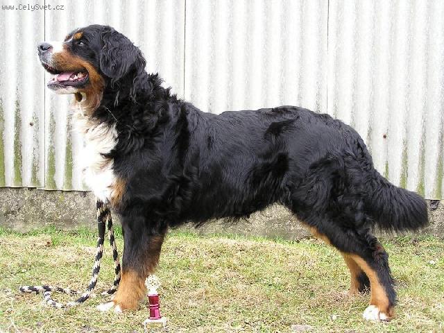 Foto: Bernsk� sala�nick� pes-Akela �ern� Baron. Majitelka: Jaroslava.Maskova@seznam.cz