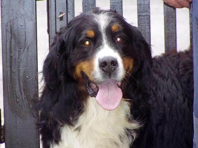 Fotky: Bernsk� sala�nick� pes (foto, obrazky)