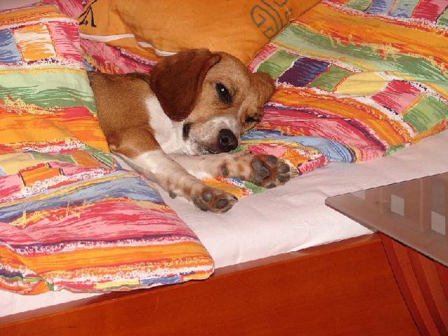 Foto: B�gl-Biggy. Majitelka: Lenka (O na�� b�glin� se man�el vyjad�uje jako o tuleni: Co jsme si to koupili! To nen� pes, ale tule� :o) Ale kdo by se s takovou roztomilou holkou nepomuchloval :-))