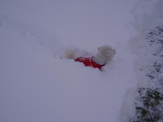 Fotky: Bi�onek (foto, obrazky)