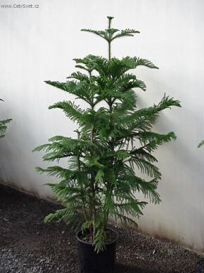 Fotky: Blaho�et ztepil�, Arauk�rie (foto, obrazky)