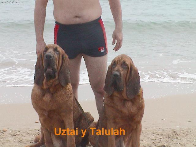 Foto: Bloodhound-N�kte�� si u��vaj� zimu a n�kte�� se koupou v mo�i !!. Majitel: alhavant@hotmail.com