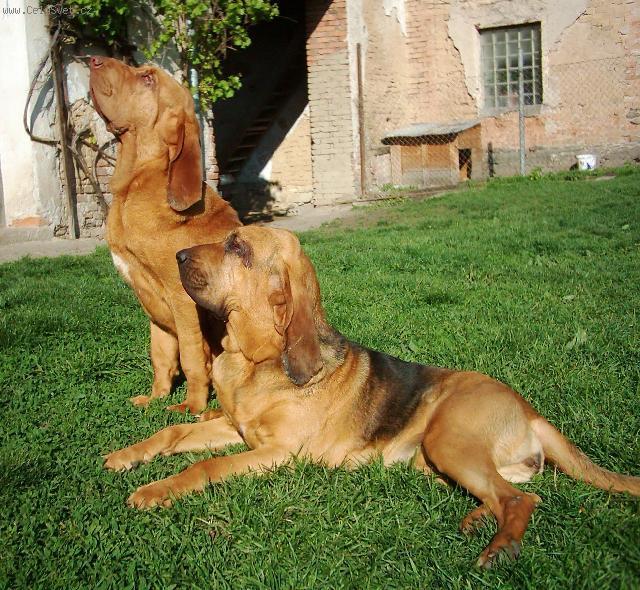 Foto: Bloodhound-Odpo�inek bloodhound�. Majitelka: Alena (alhavant@seznam.cz)